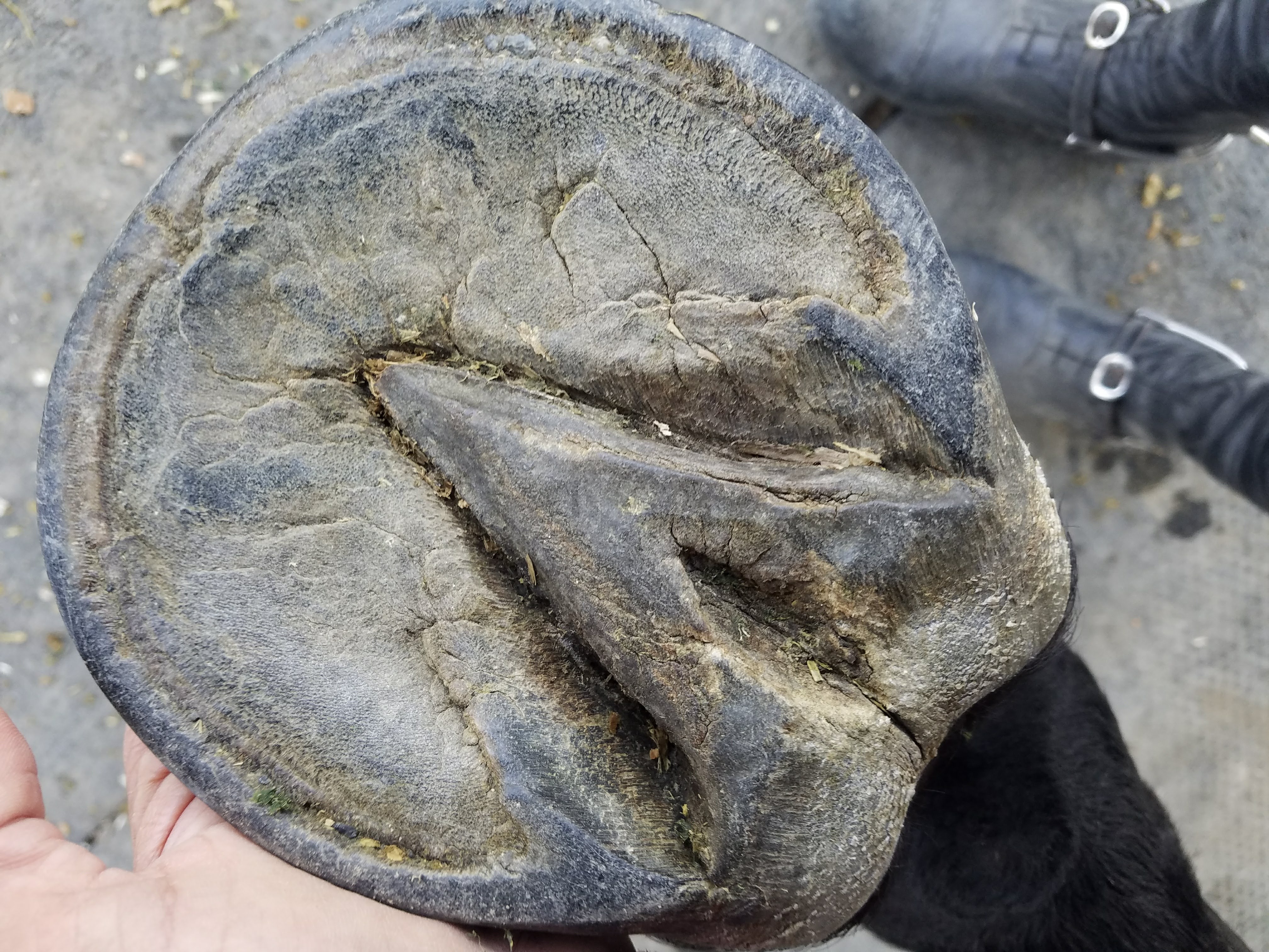 Hoof Health and Repair