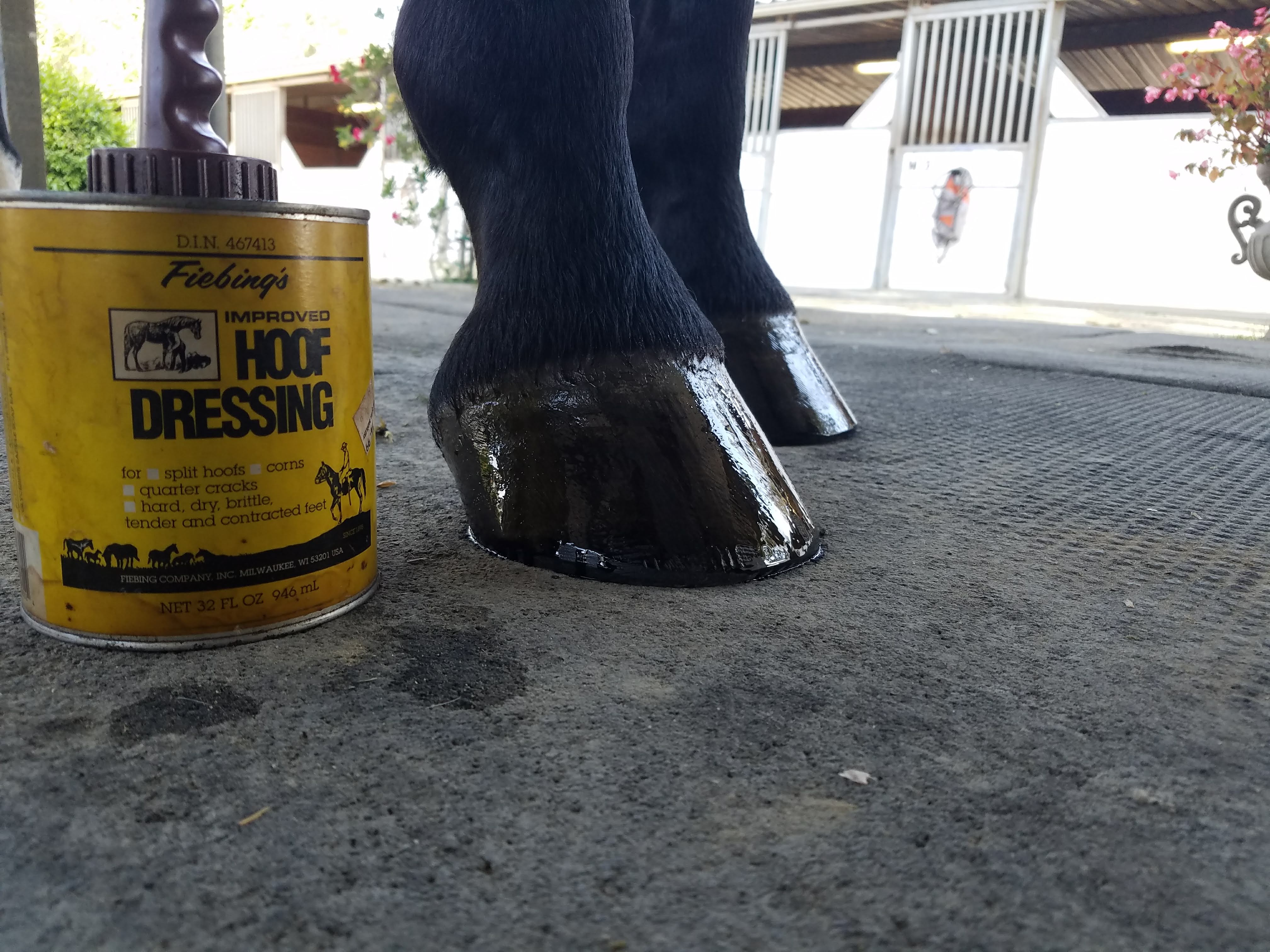 Horse Hoof Care Tips