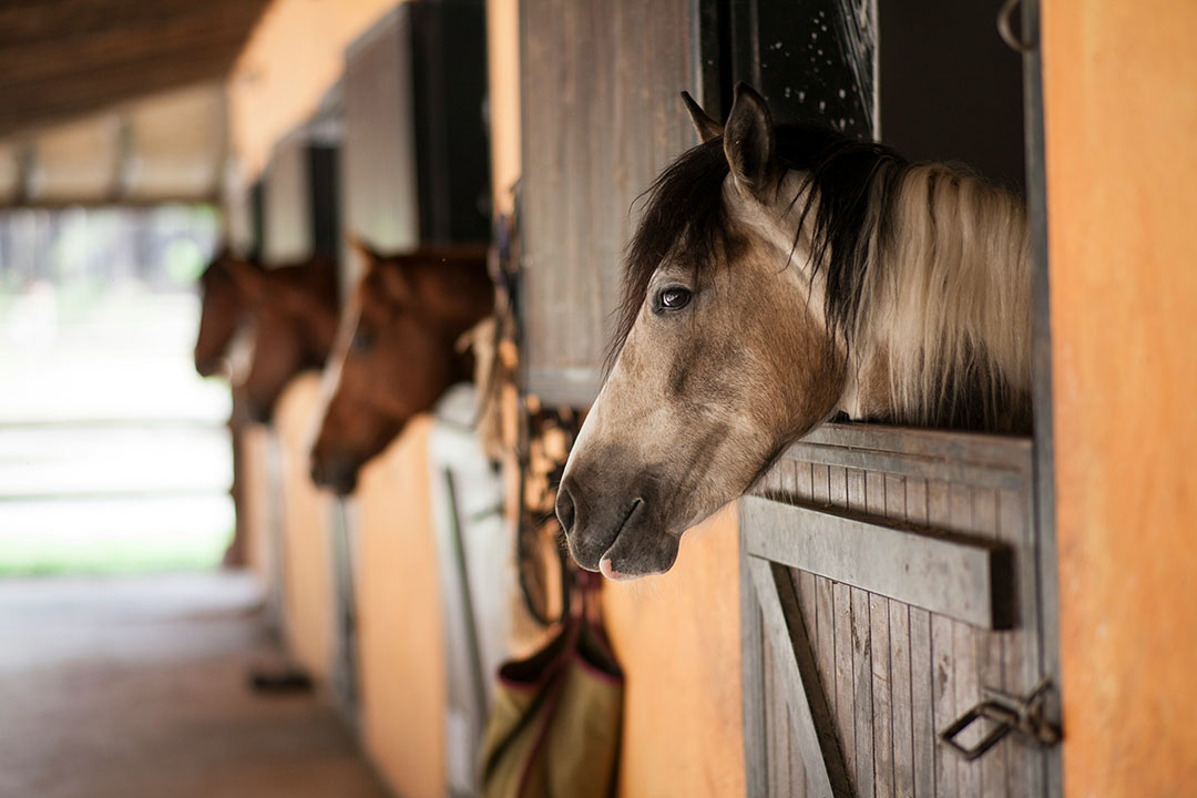 Equestrian Barn Cleaning Tools, Products and Tips for Keeping Your Horse Healthy