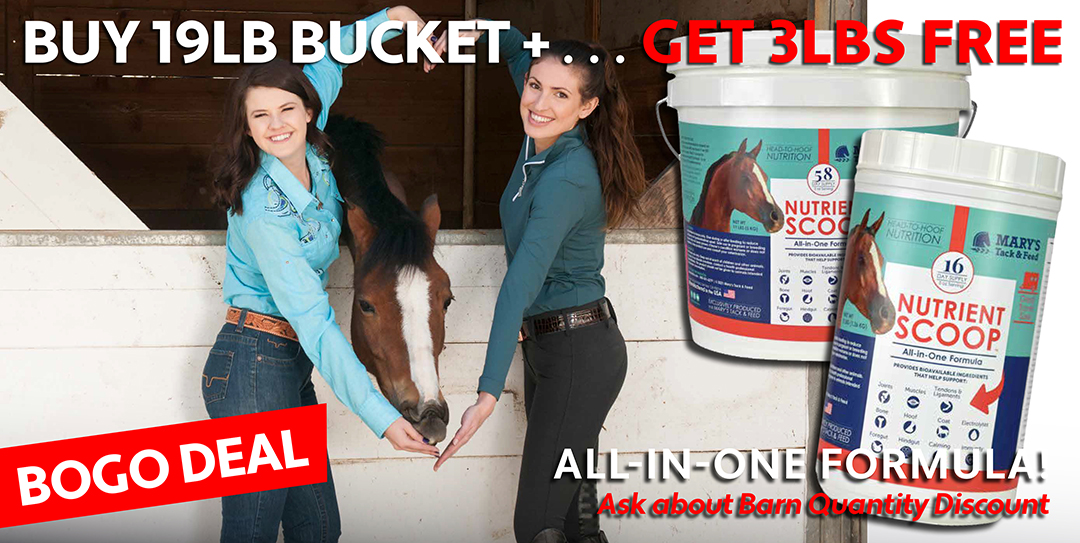 Best Horse Supplement