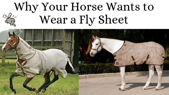 Best Fly Sheets for Horses