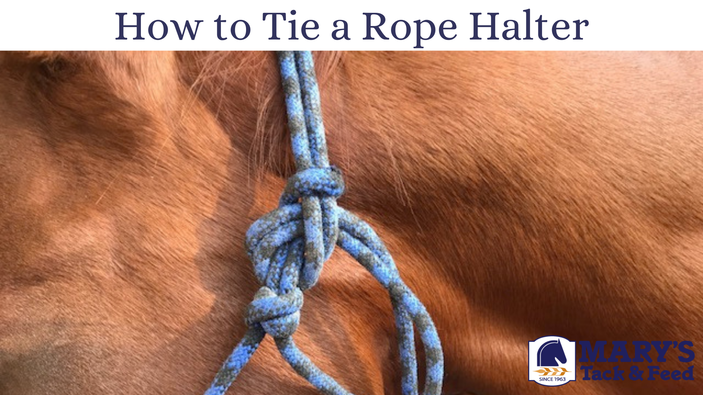 Make a Model Horse Halter for Western Showmanship with Quick On