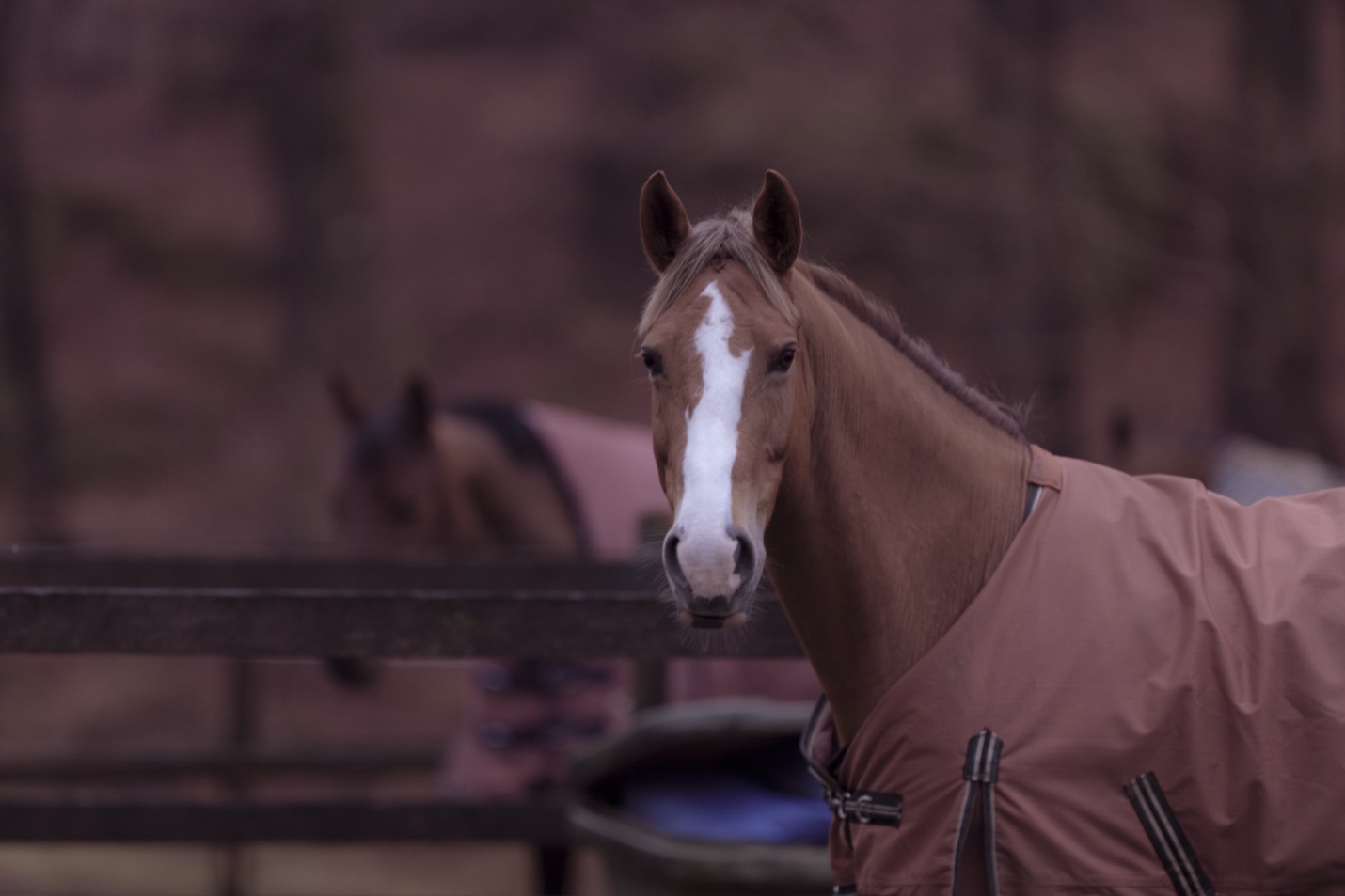 How to Wash and Care for a Horse Blanket - Marys Tack & Feed