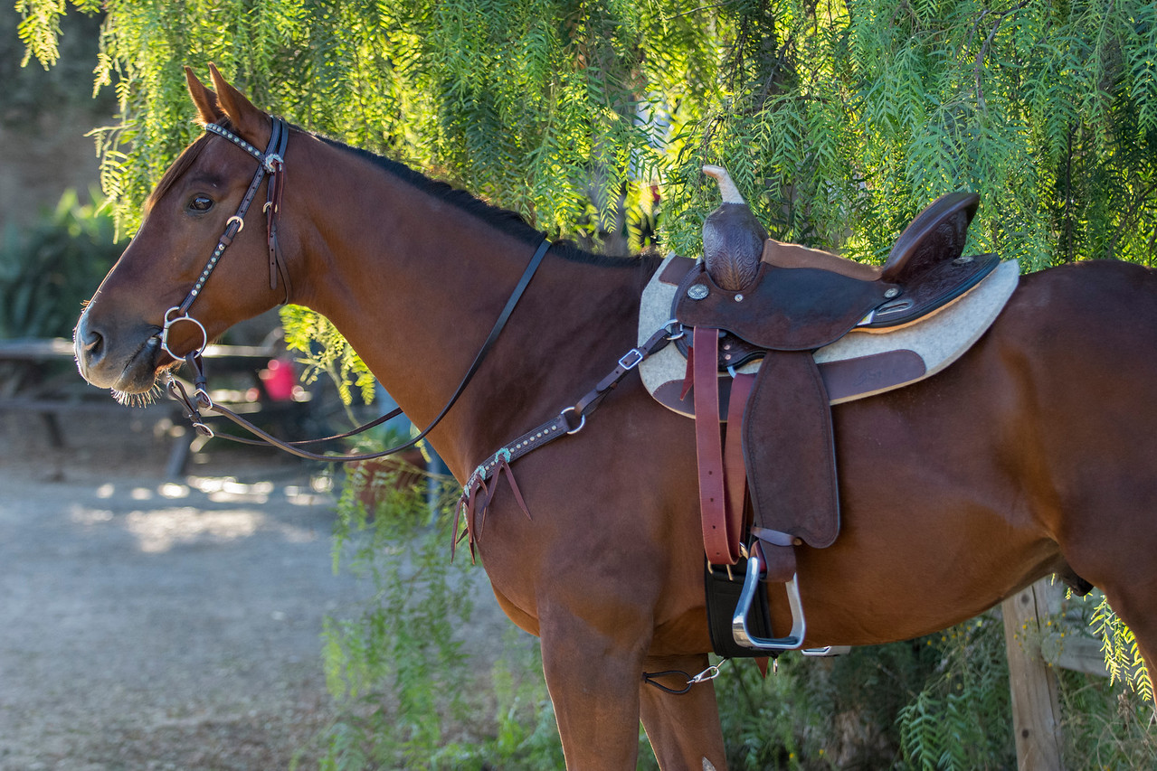 choosing-the-best-reins-for-your-horse-marys-tack-feed